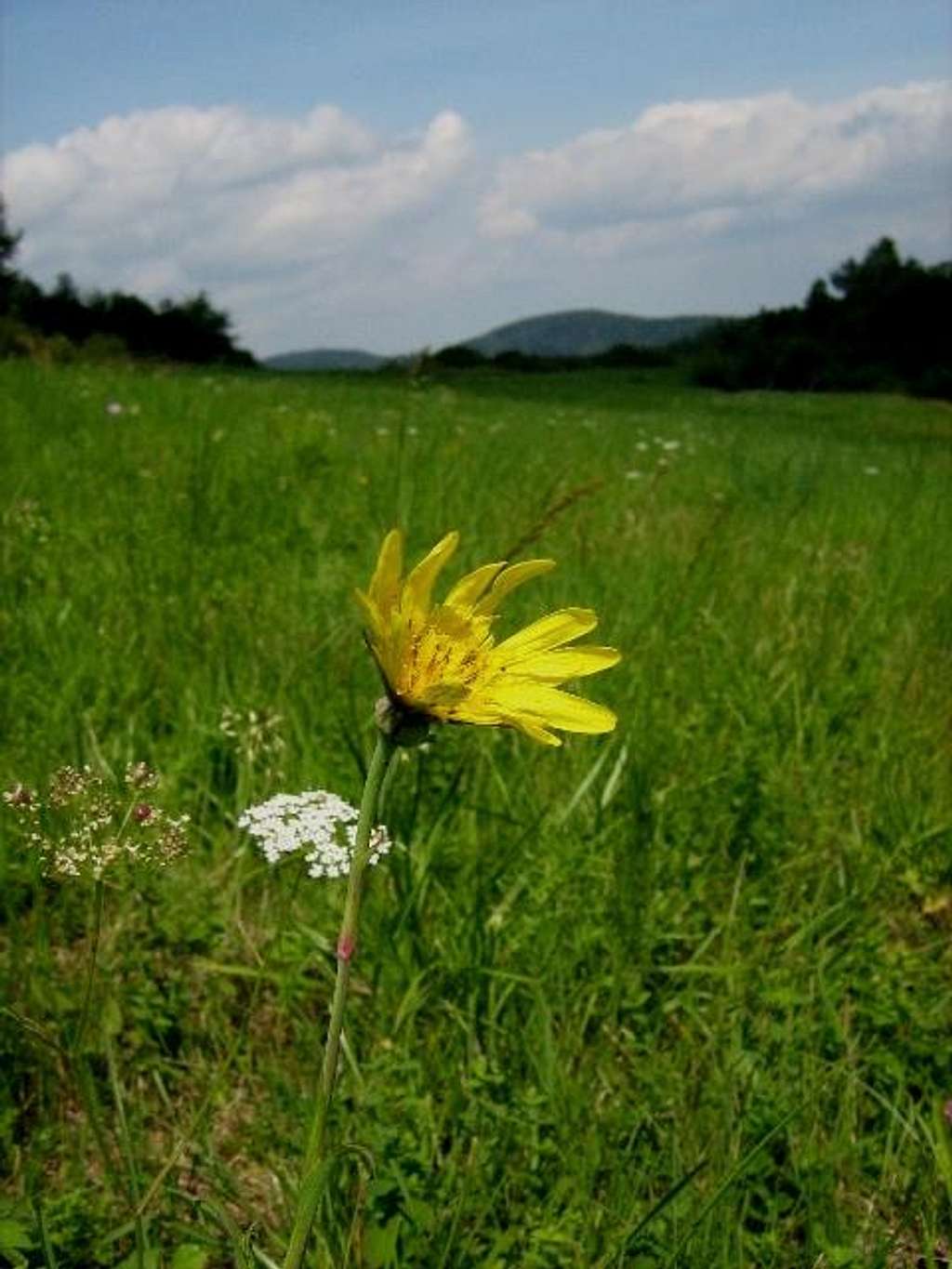 A lone Yellow Goat's Beard