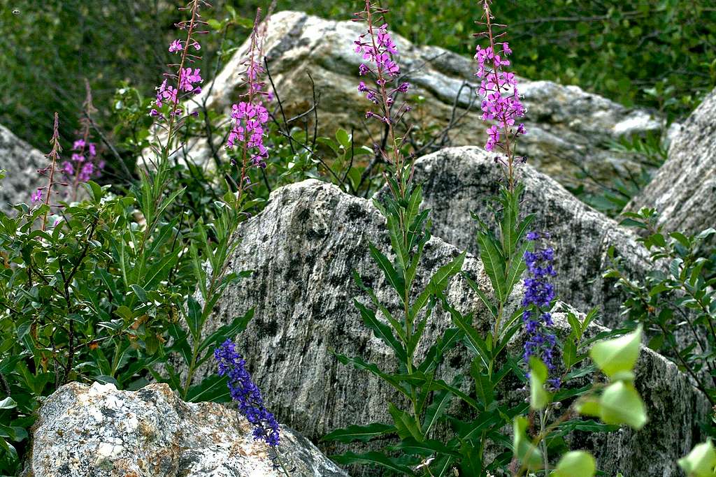 Fireweed and larkspur