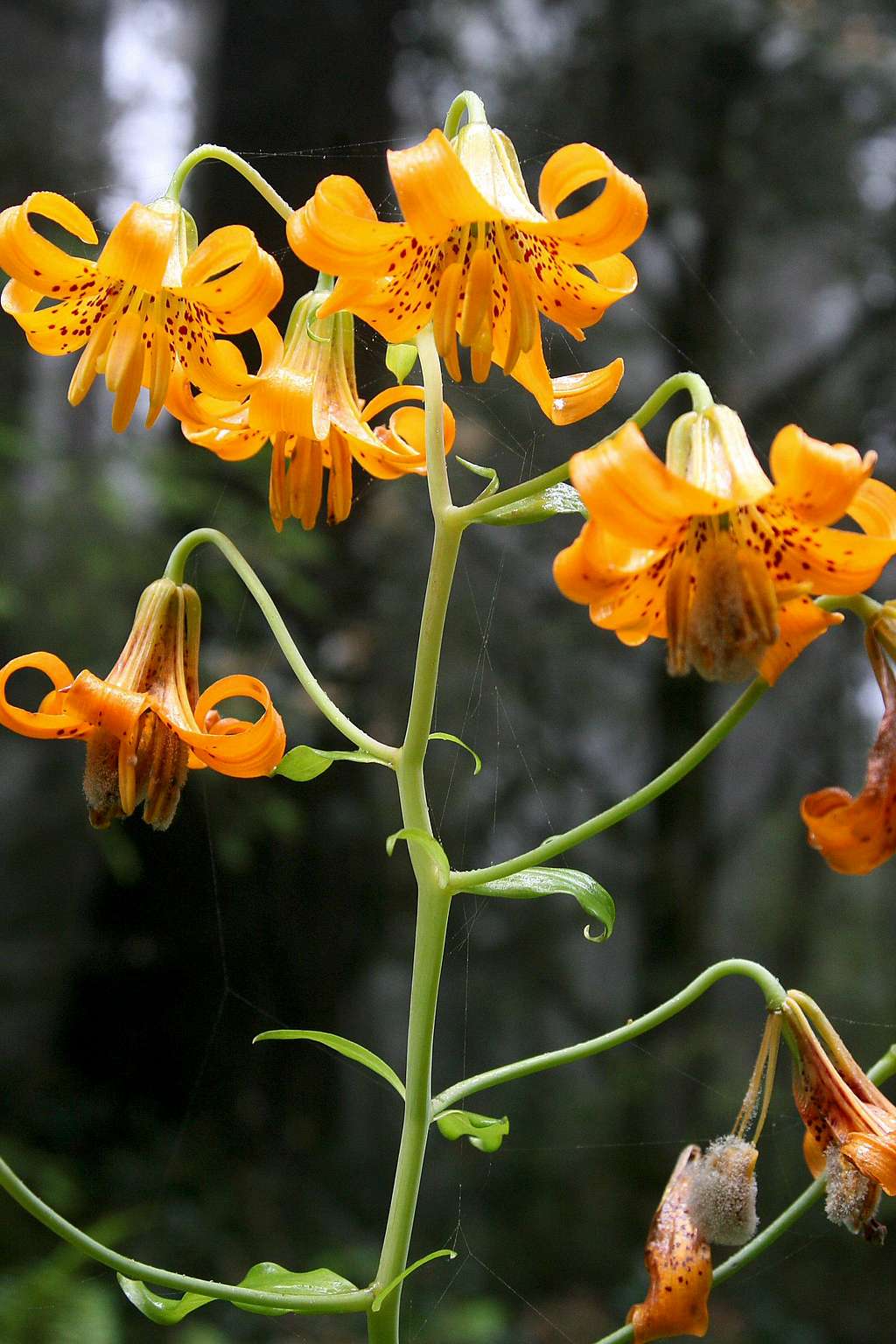 Tiger Lilies at Redwoods National Park