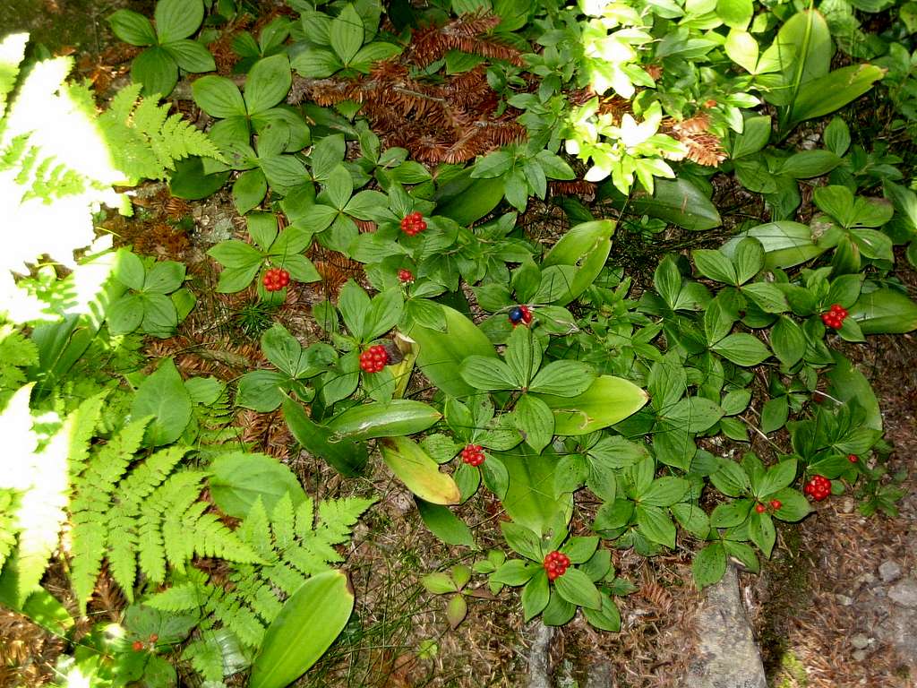 Berries trailside