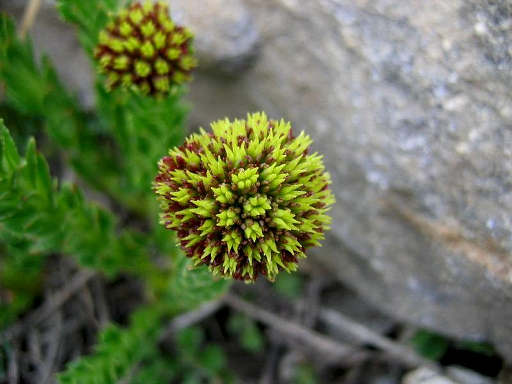 Karakoram Flower