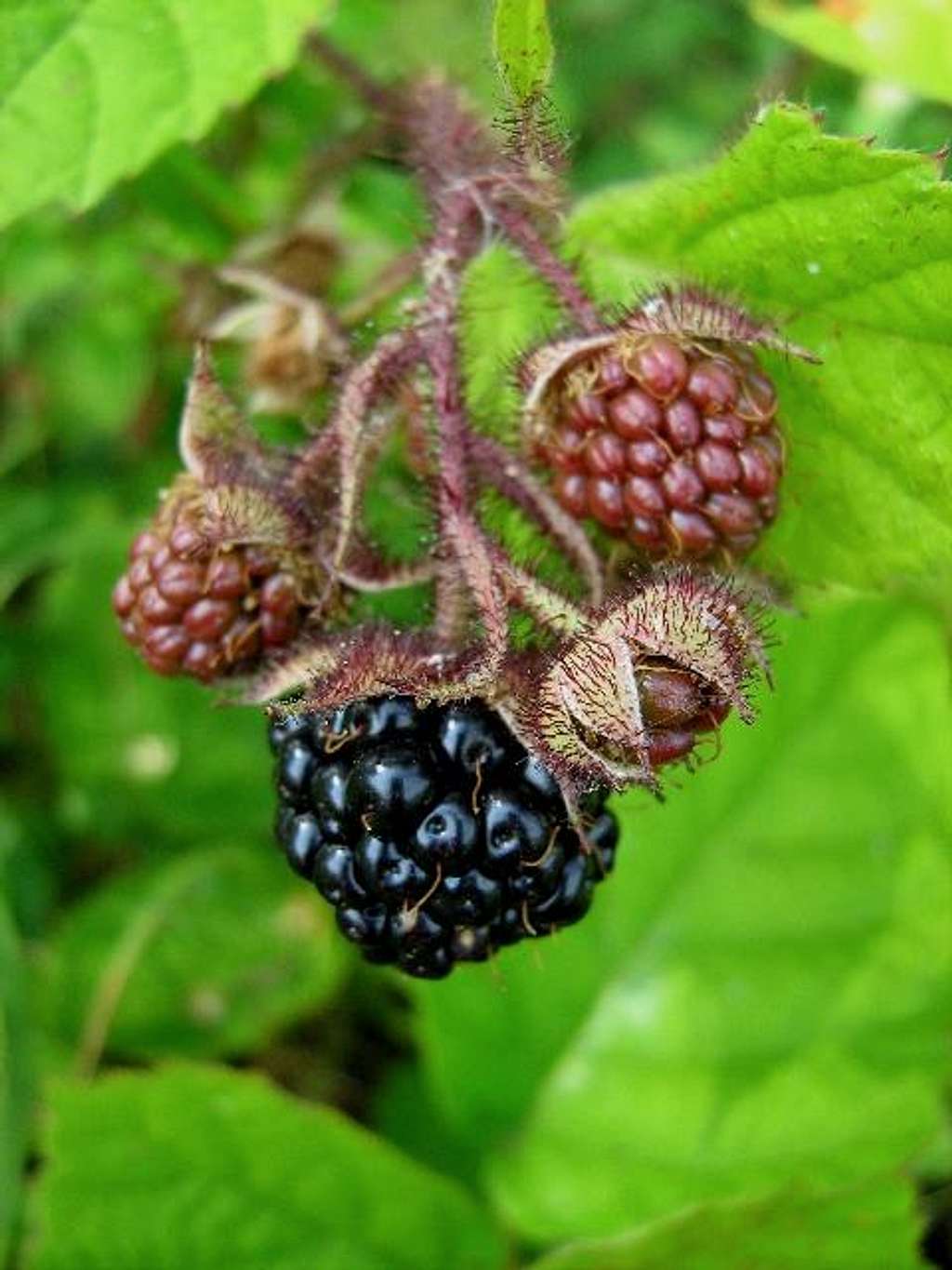  Fruit of Wild Blackberry
