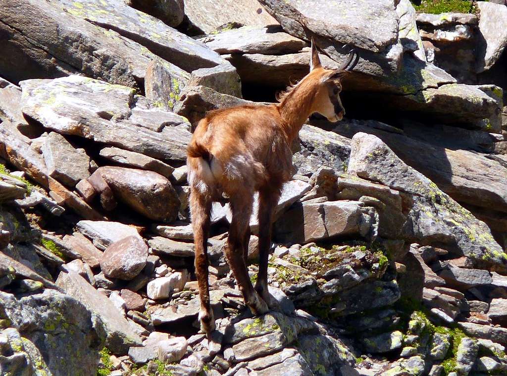 A chamois in the Gran Paradiso National Park