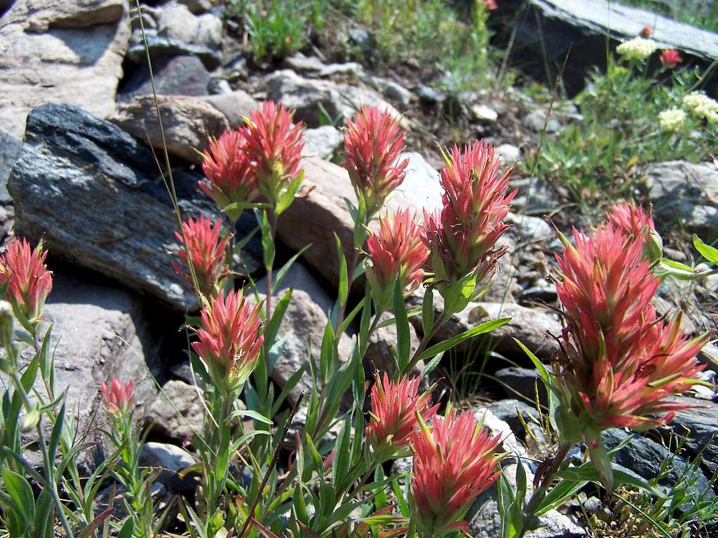 Patch of Paintbrush