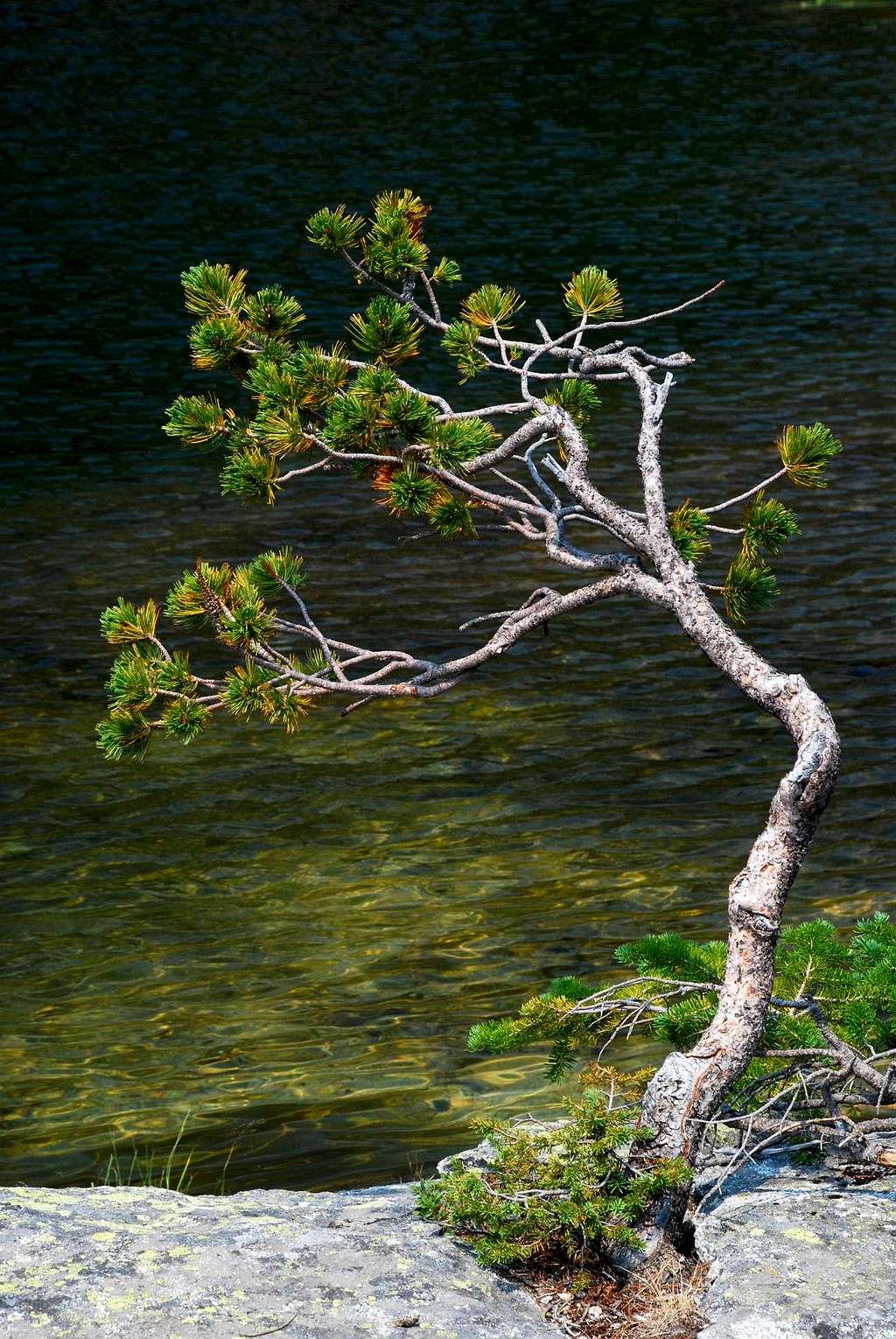 Baker Lake Tree - Vertical