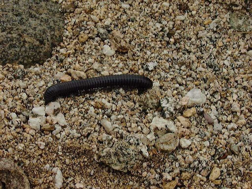 This millipede was milling...