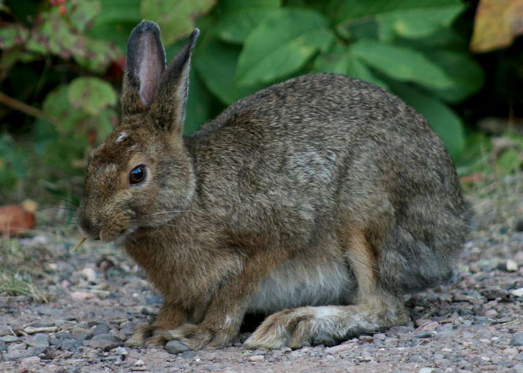 Brown Snowshoe Hare