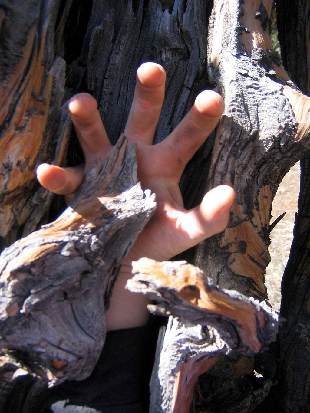 Hand fungi