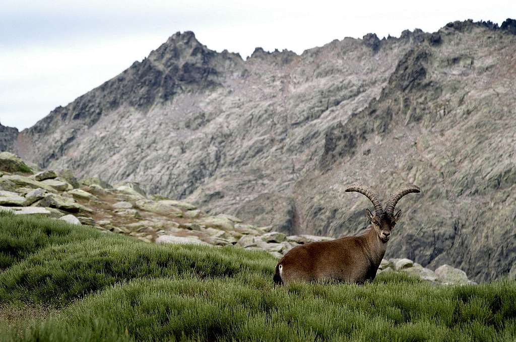 Male Gredos ibex & Almanzor