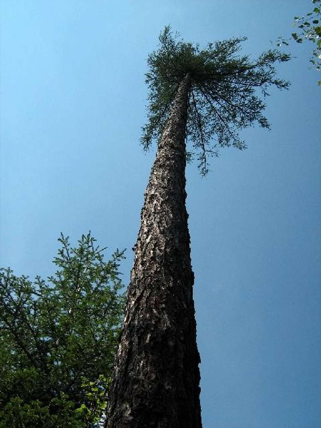 Bark of Larch Tree