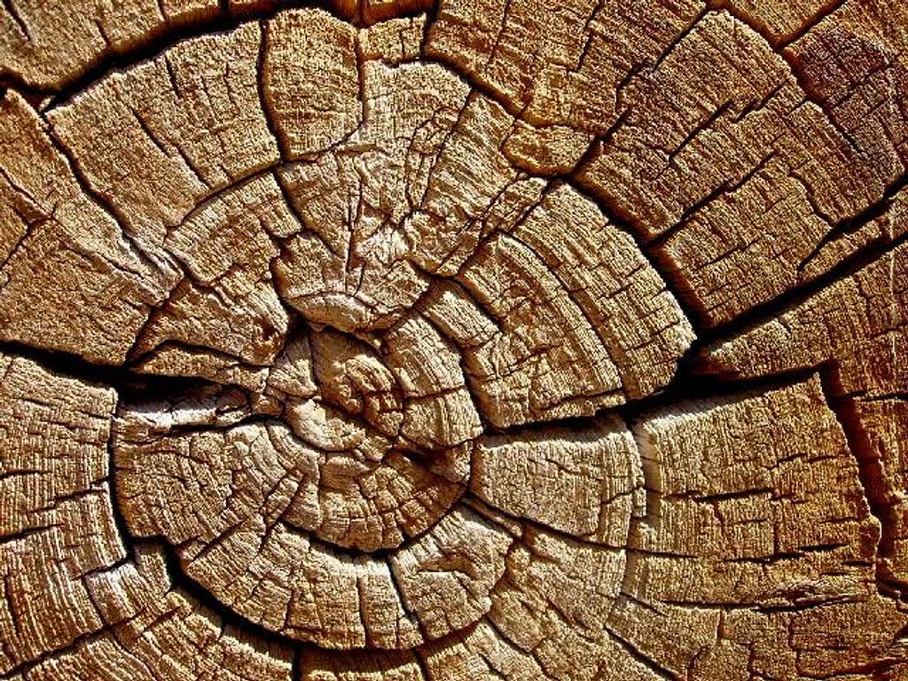Bristlecone Pine Growth Rings