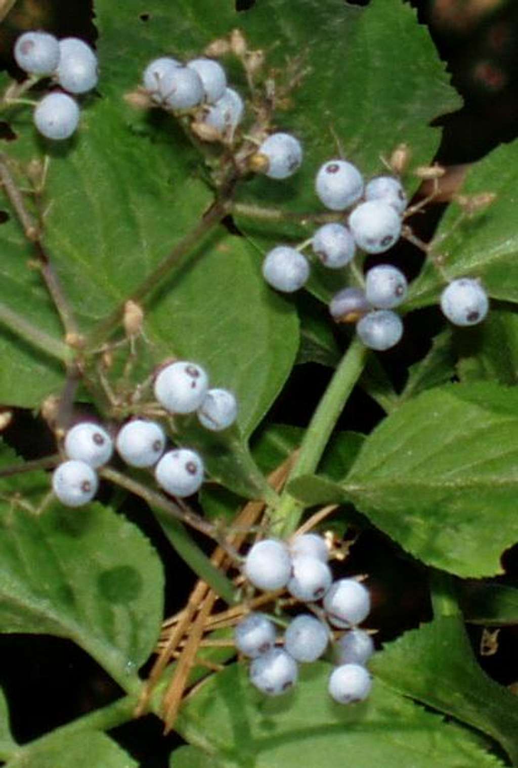 Berries in the San Gorgonio Wilderness