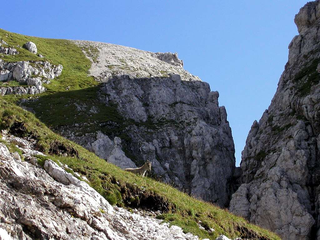An alpine chamois near the ridge.