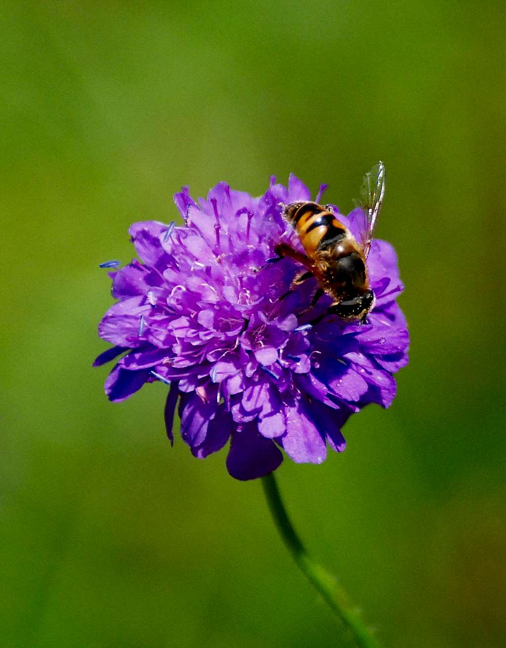 Bee on an Aravis flower