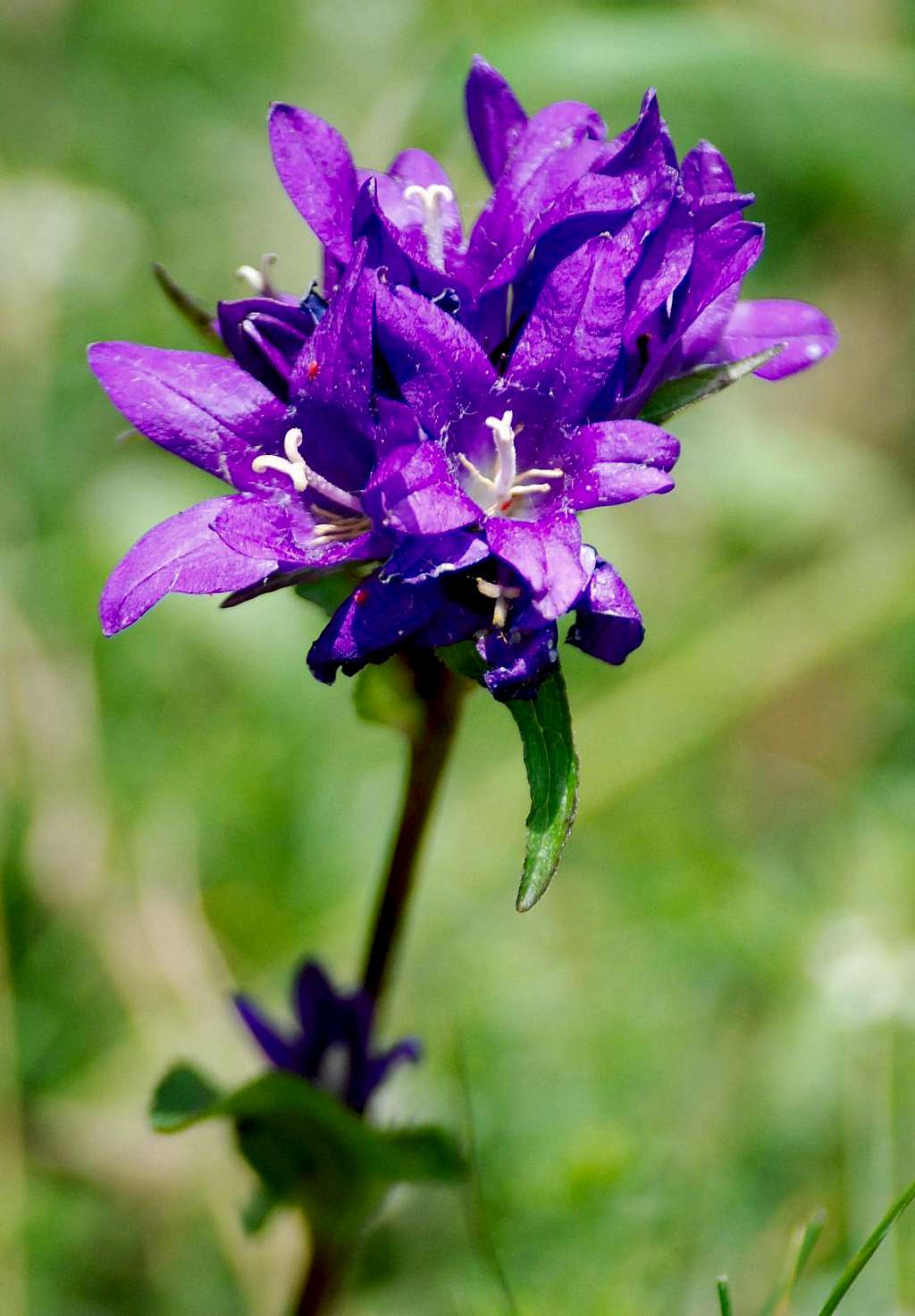 Aravis flower