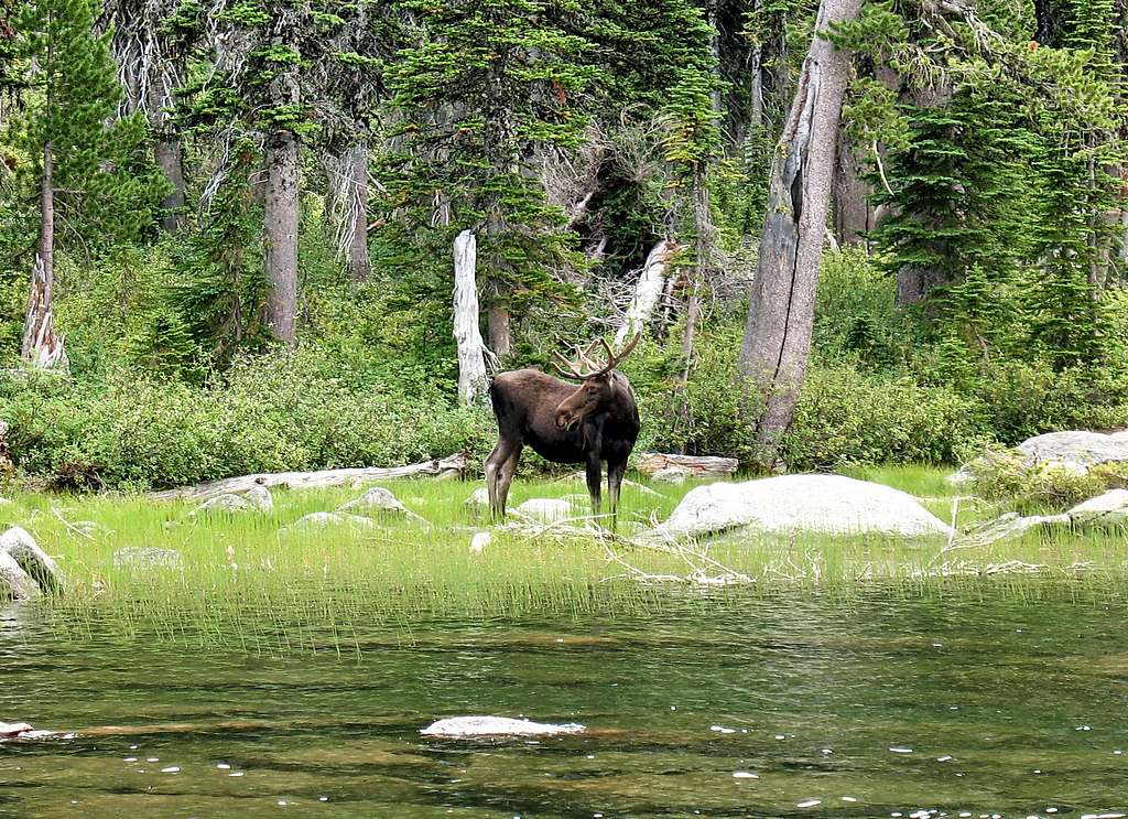 Moose at Pyramid Lake