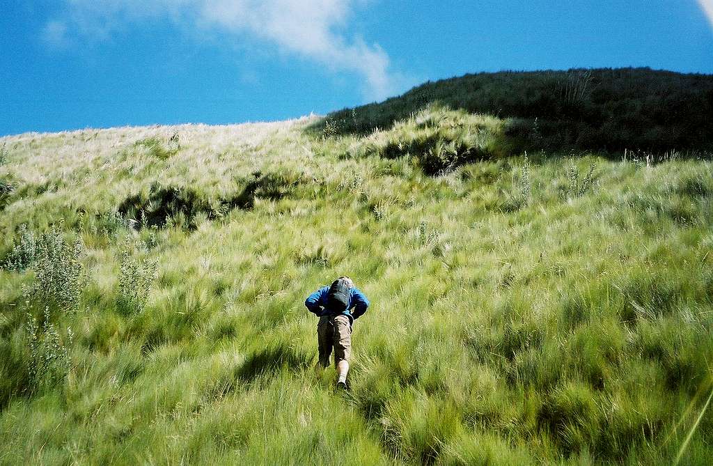 Green Fields