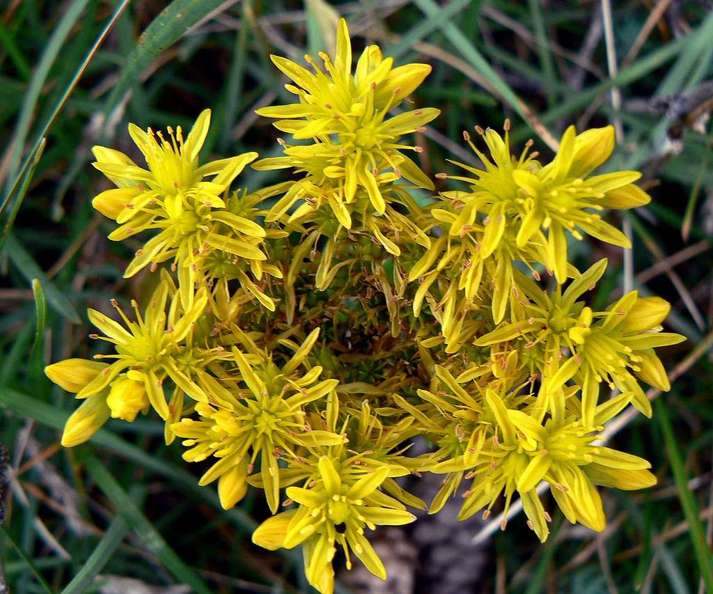 Yellow Flower  of Presolana