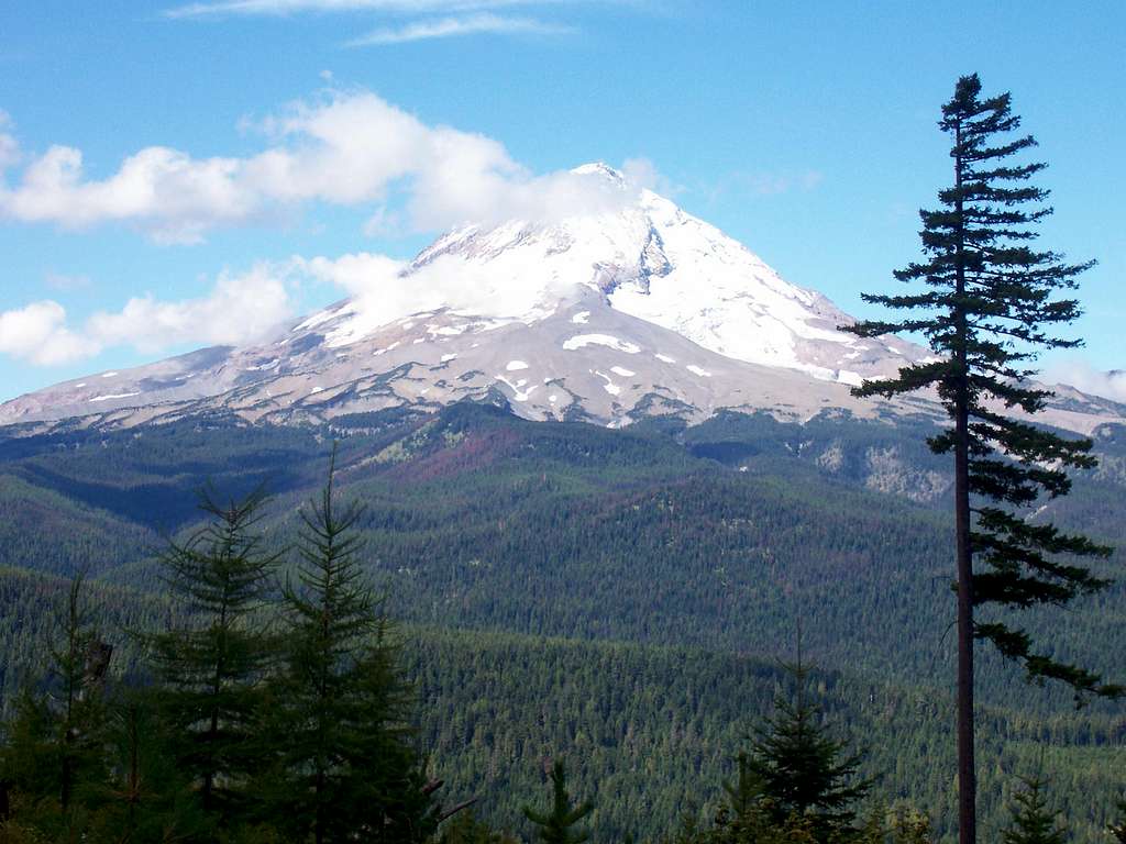 Mt Hood from the Horse Trail