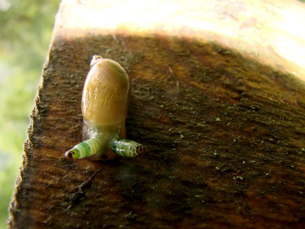 Exotic Snail near Jungfrau