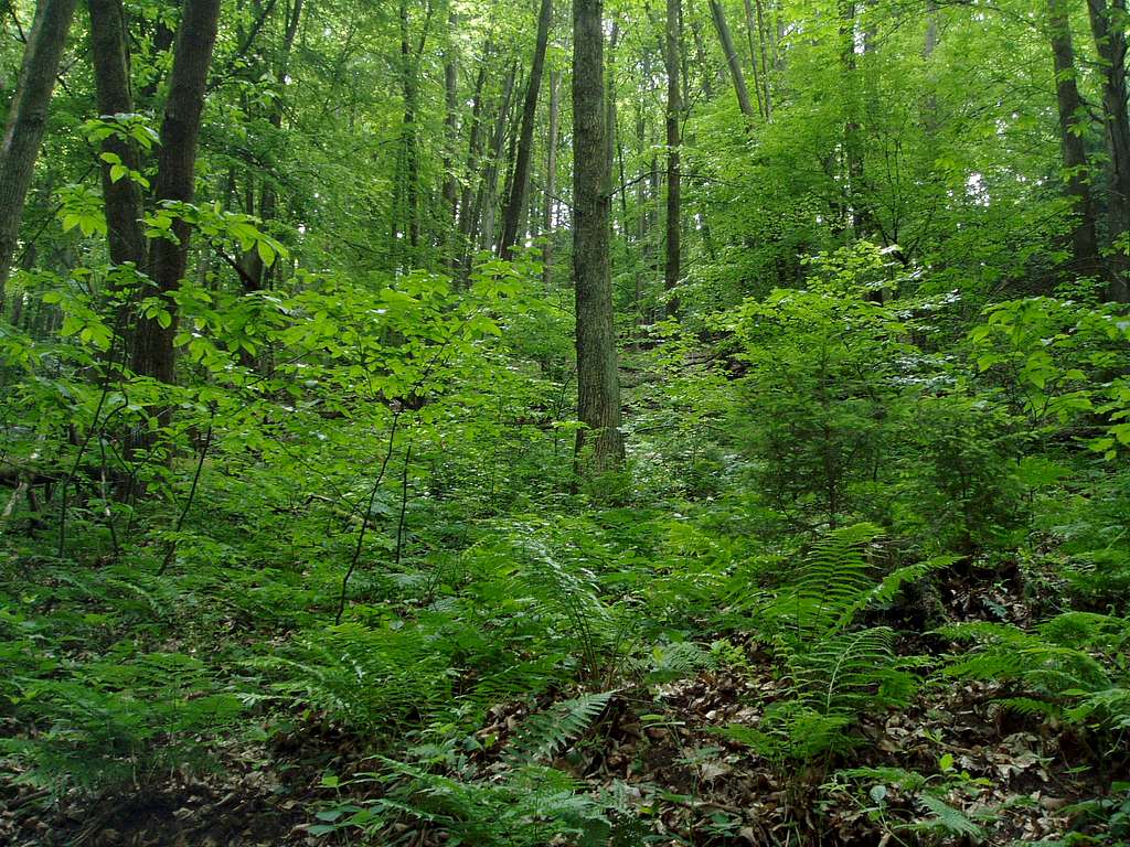 The northern side of the Rödelstein massiv : a jungle !