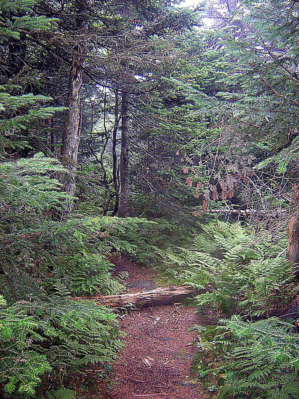 Mount Wilson Trail