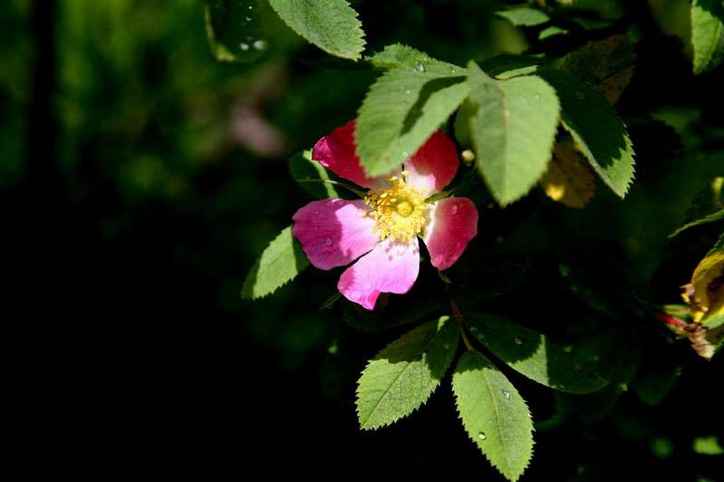 alpine rose