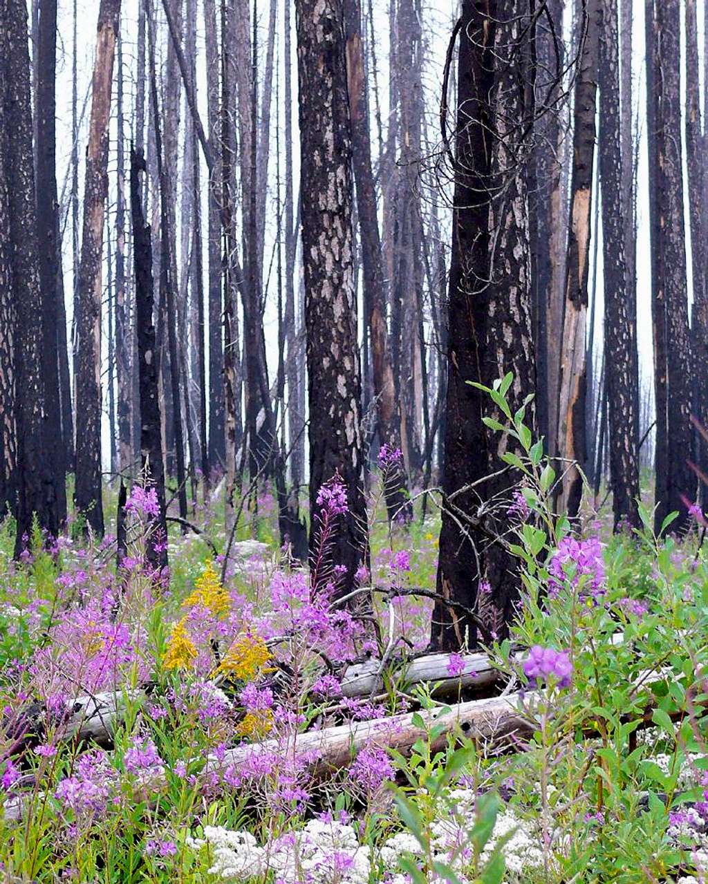 fire, then fireweed