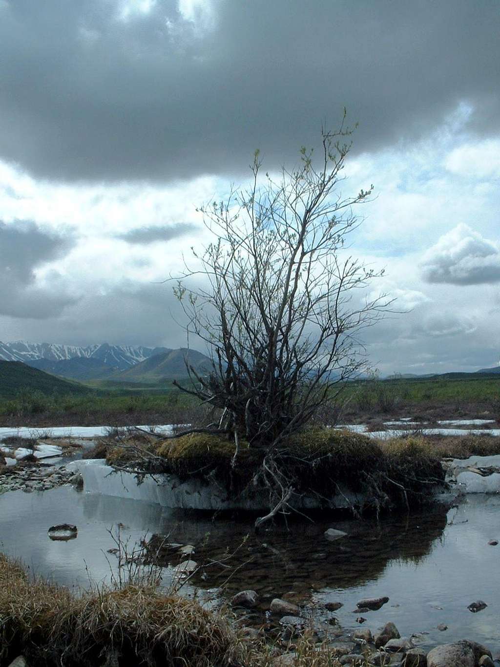 Alaskan Tundra