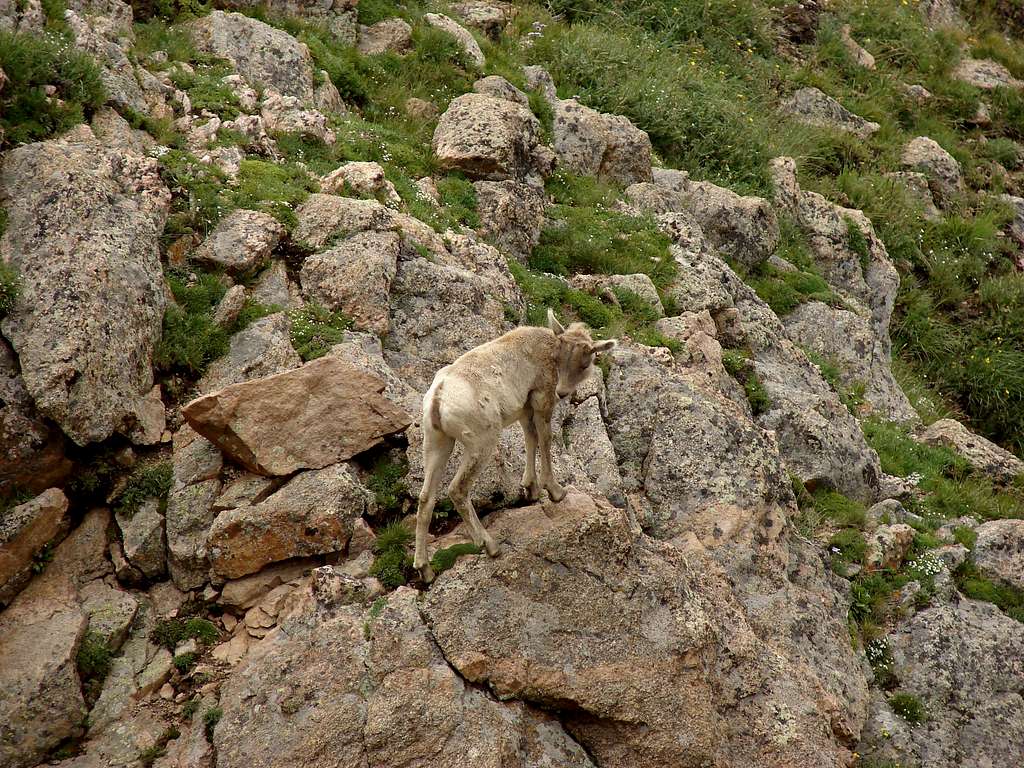Baby Mt Goat