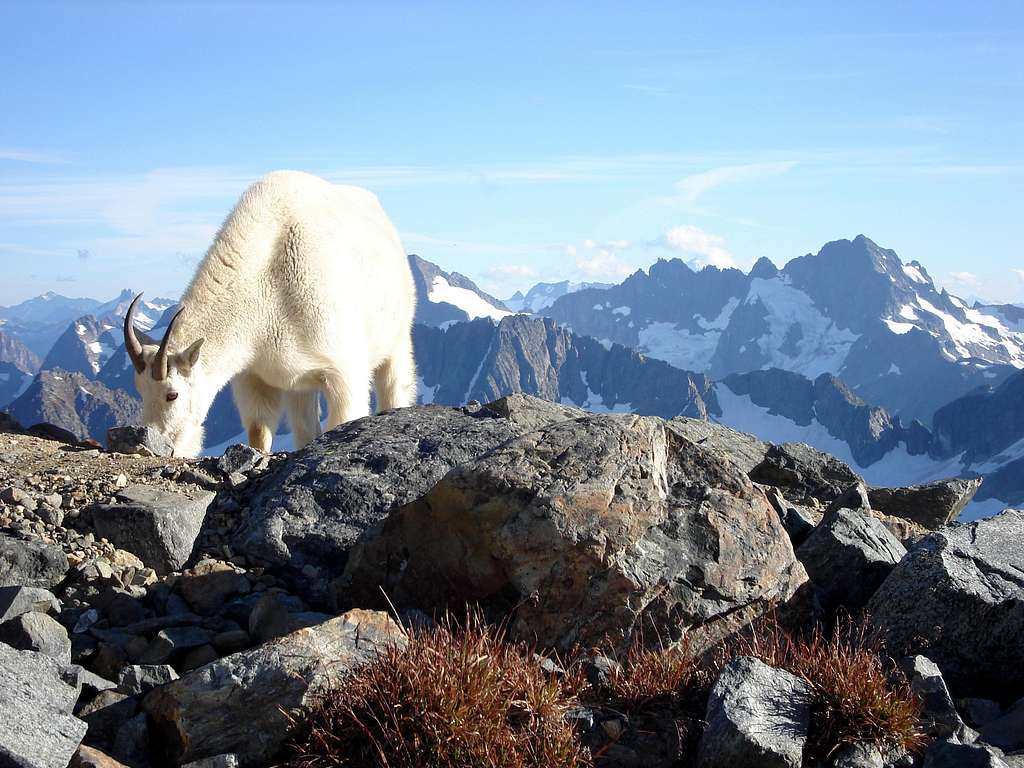 Goat in North Cascade National Park, WA