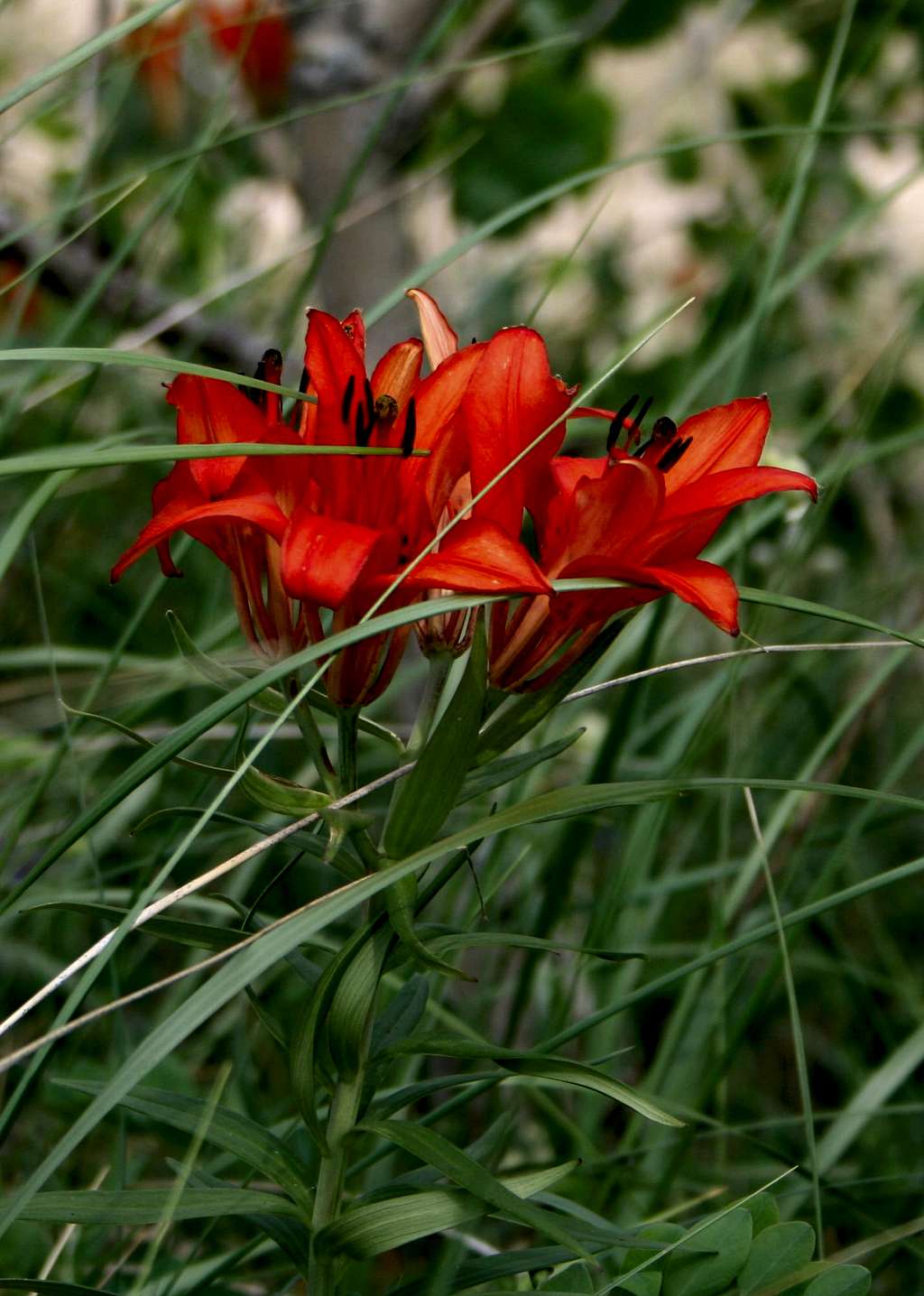 Wood Lily on Sand Dunes