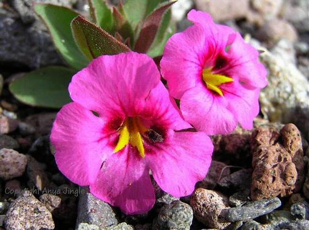 Bigelow Monkeyflower up close