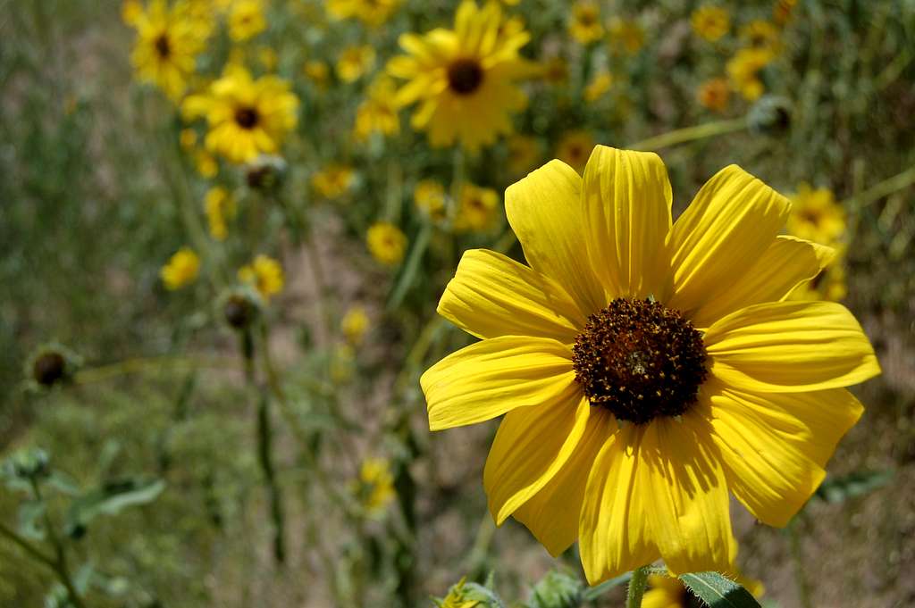 Prairie Sunflower in the dunes III