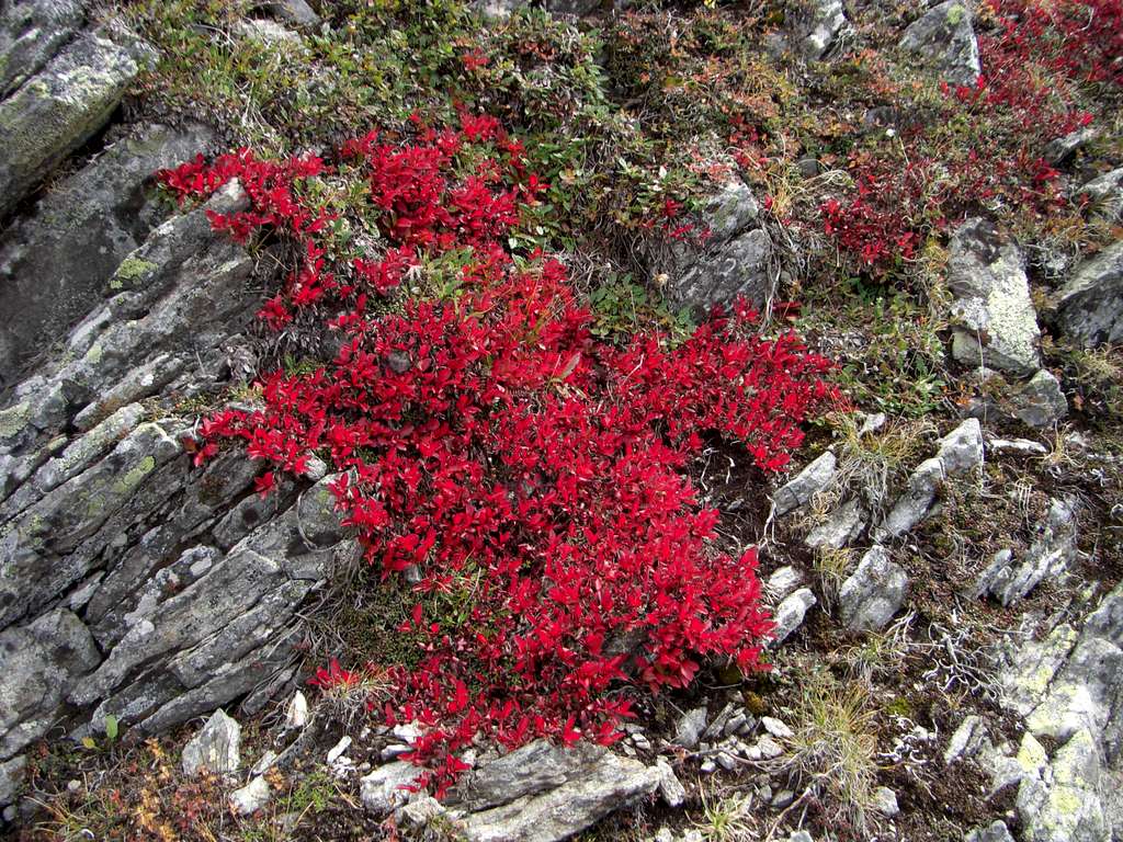 Red flowers