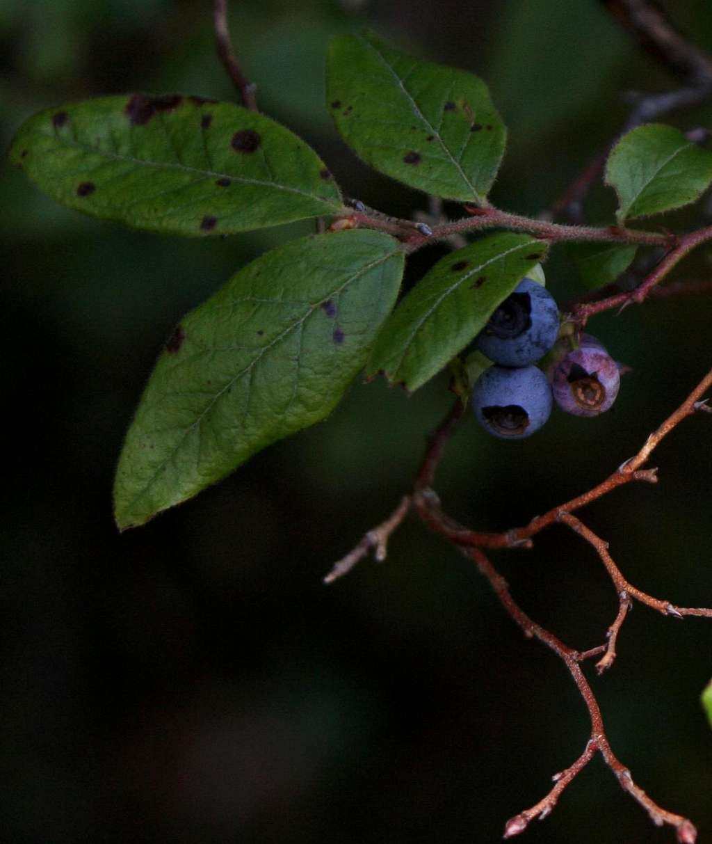 Blueberries!