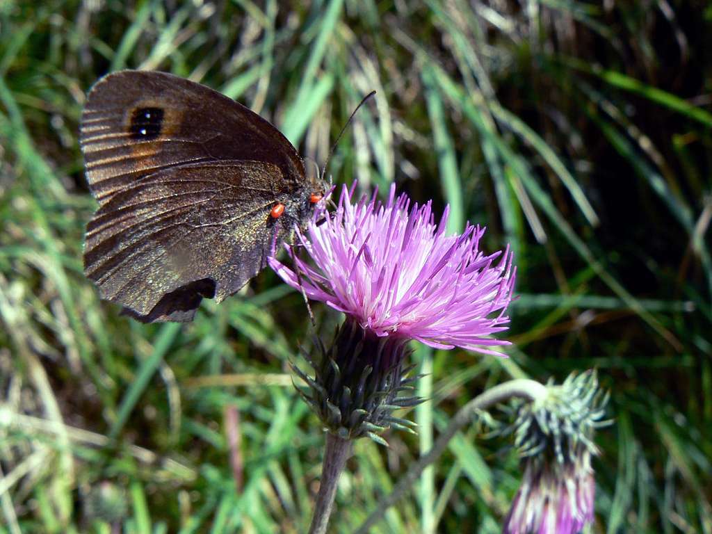 Butterfliy and wild thistle