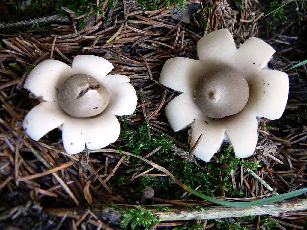 Star mushrooms