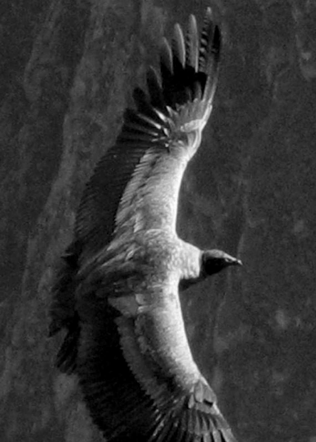 Flying Condor