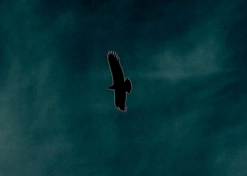 Flying Condor