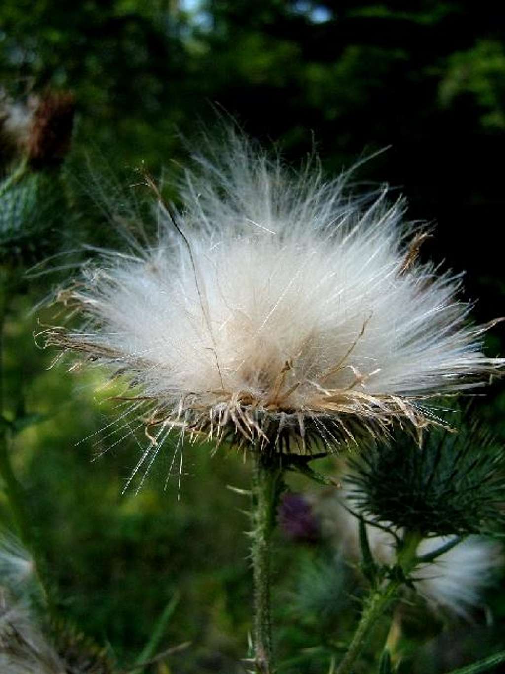 Bull Thistle after blooming