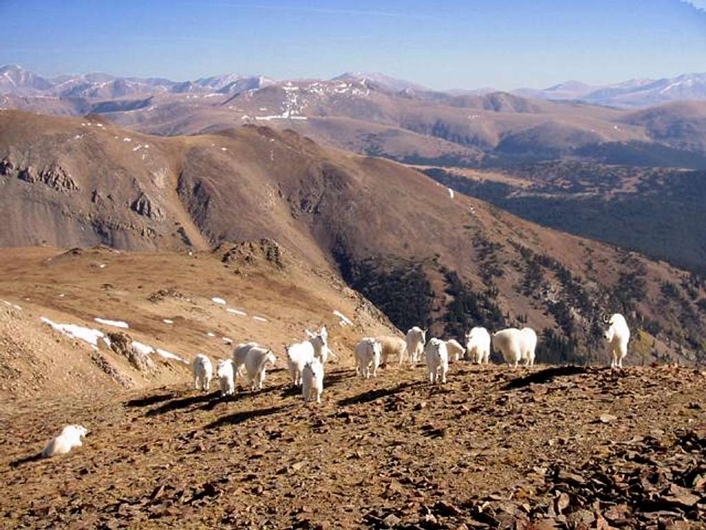 Mountain Goats of the Bald...