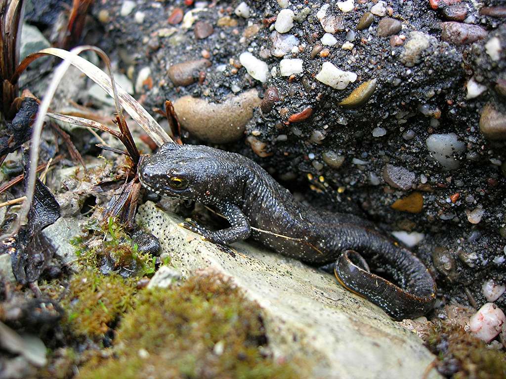 Salamander <b><i>Salamandra </i></b>