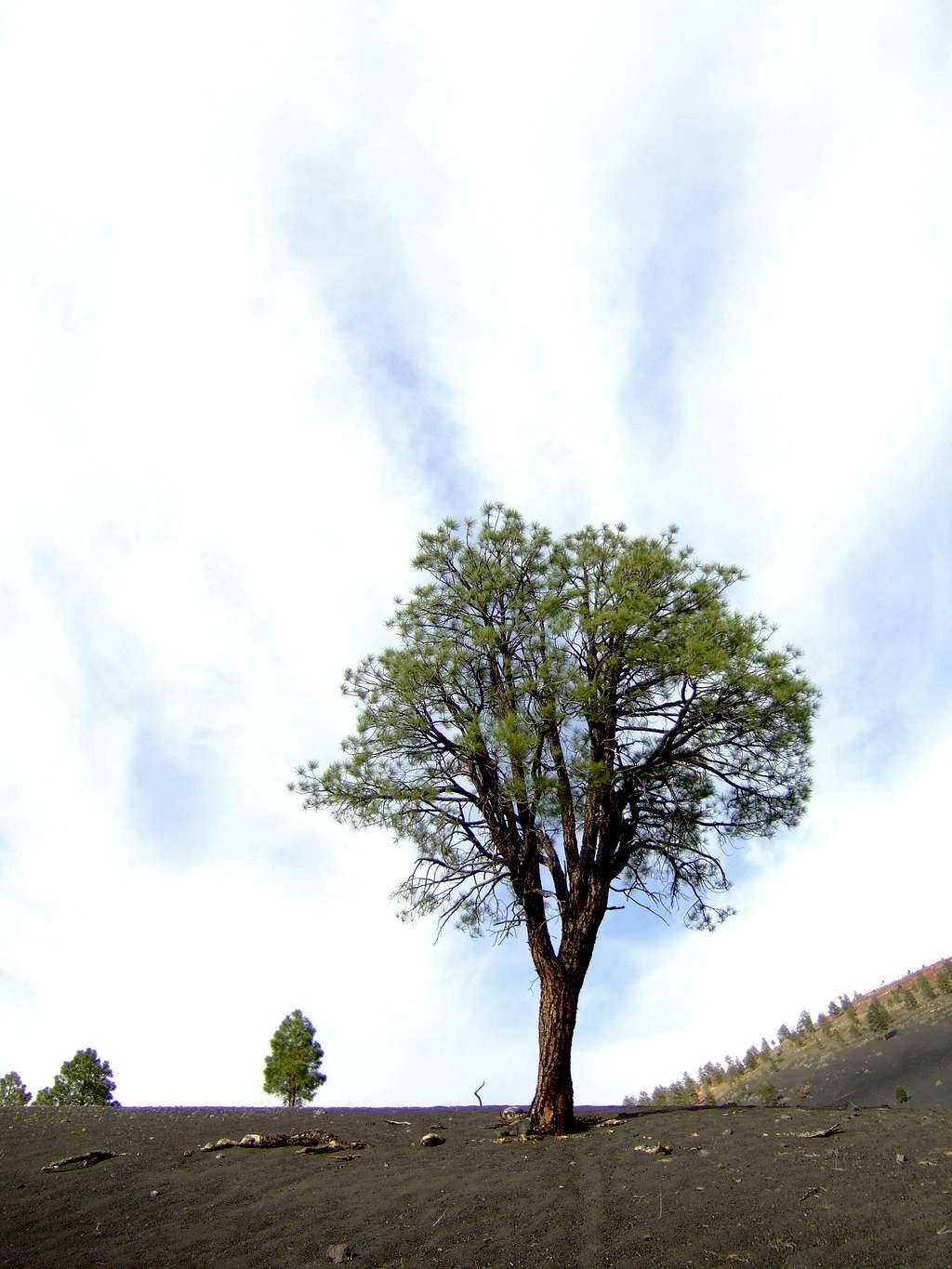 Tree in black volcanic dirt