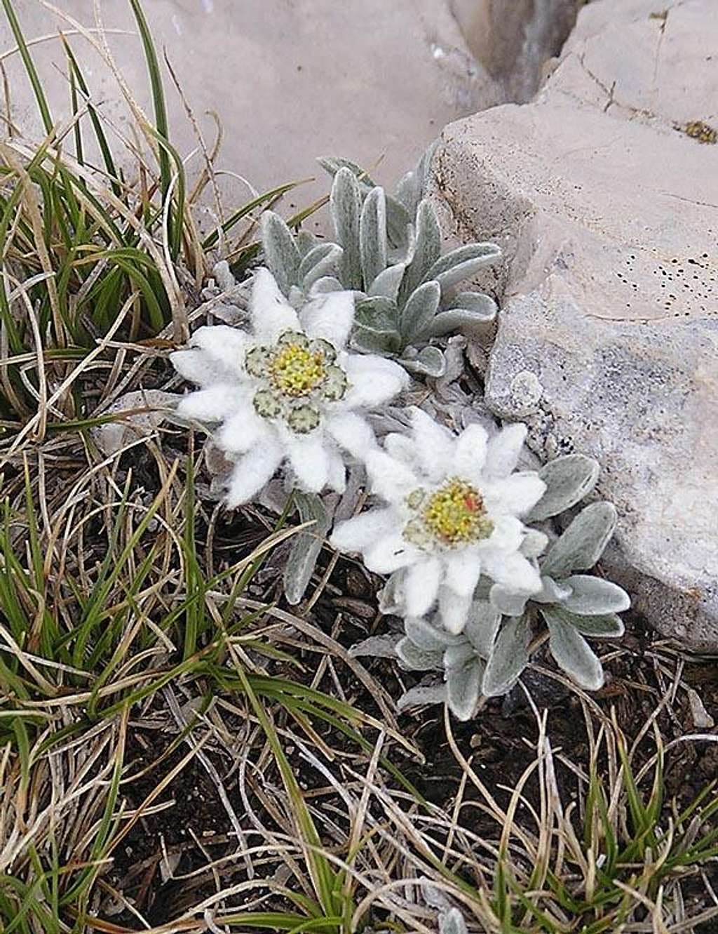A rare flower: Apenninic Edelweiss