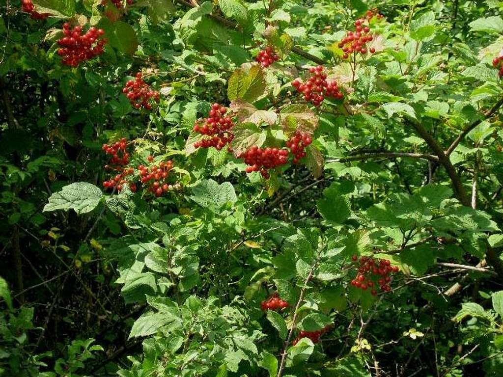 European Cranberrybush with ripe fruits