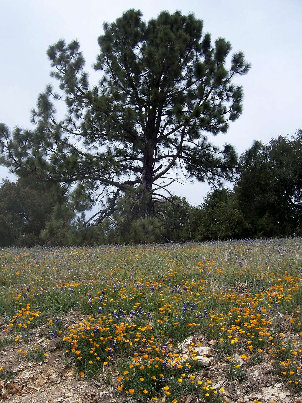 Poppies