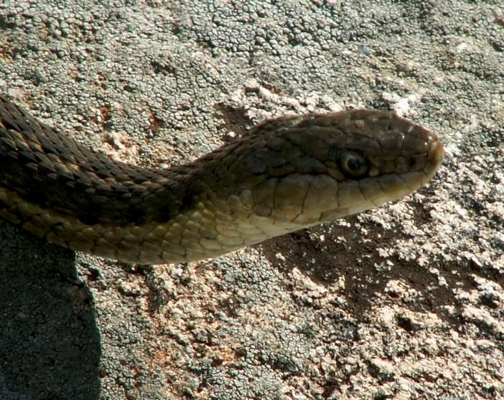First Snake