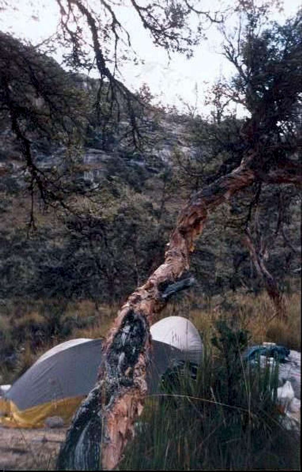 Tree camp (4300 m), a...