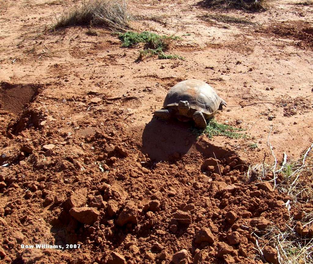 Desert Tortoise